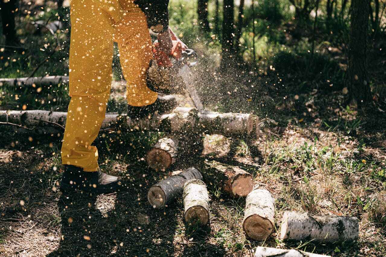 The Steps Involved in Our Tree Care Process in Magna, UT